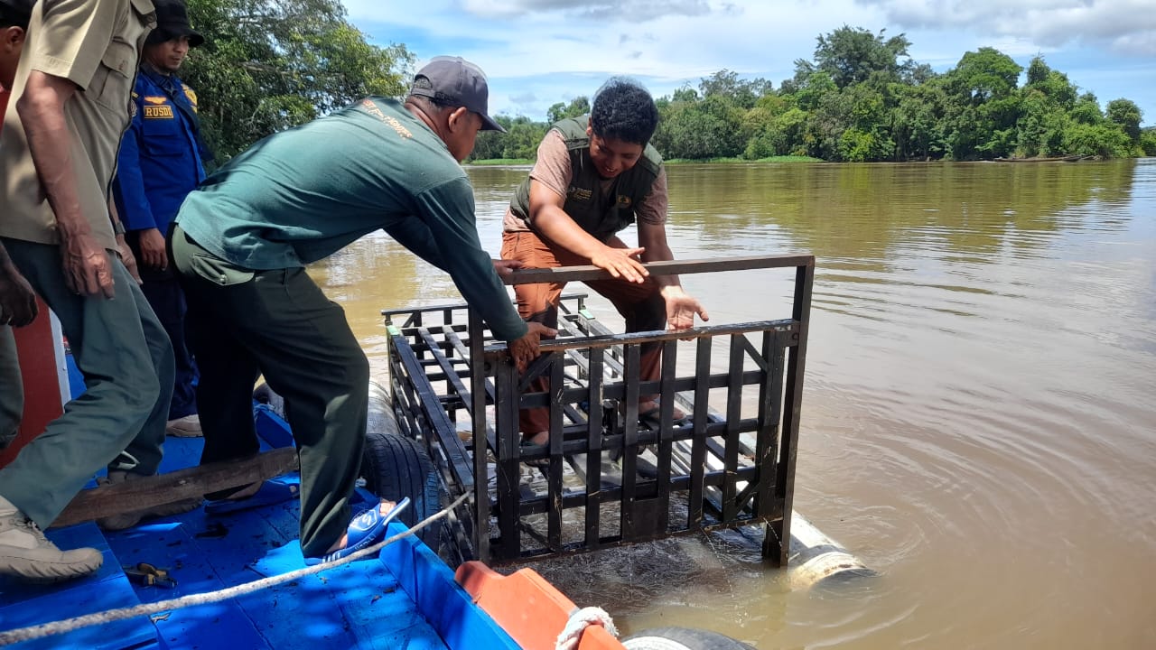 Buaya Teror Kobar, BKSDA Pasang Perangkap 