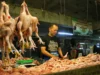 Harga Ayam dan Cabai Meroket