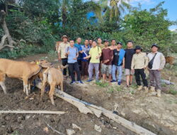 Dewan Bantu Poktan Muara Bakanon Bibit Sapi  