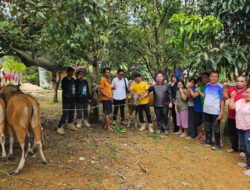 Ketua DPRD Bantu 2 Poktan Bibit Sapi