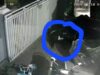Pencuri Burung Beraksi di Jalan Piranha