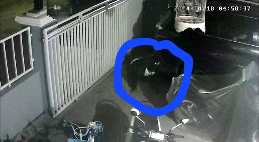 Pencuri Burung Beraksi di Jalan Piranha