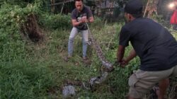 Ular Piton 4,5 Meter Sembunyi di Pohon Tumbang