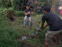 Ular Piton 4,5 Meter Sembunyi di Pohon Tumbang Ular Piton 4,5 Meter Sembunyi di Pohon Tumbang
