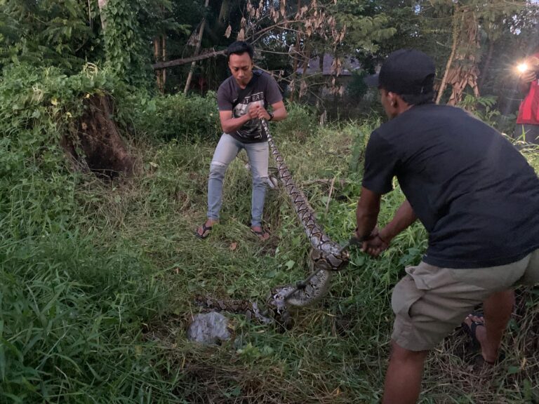 Ular Piton 4,5 Meter Sembunyi di Pohon Tumbang