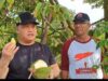 Kotim Kini Mampu Hasilkan Durian Sultan