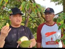 Kotim Kini Mampu Hasilkan Durian Sultan