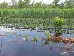 Petani Kalampangan Kebanjiran, Sayuran Mahal