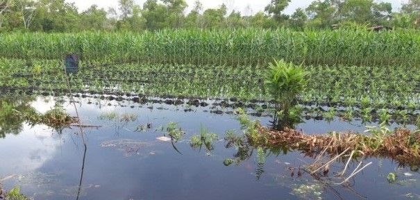 Petani Kalampangan Kebanjiran, Sayuran Mahal
