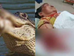 Mencuci Beras, Tangan Nenek Disambar Buaya Lapar Mencuci Beras, Tangan Nenek Disambar Buaya Lapar
