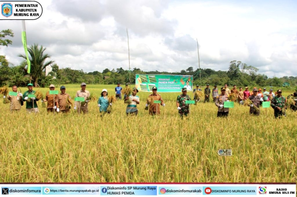 Pj Bupati Panen Padi Perdana Hasil Kelompok Tani