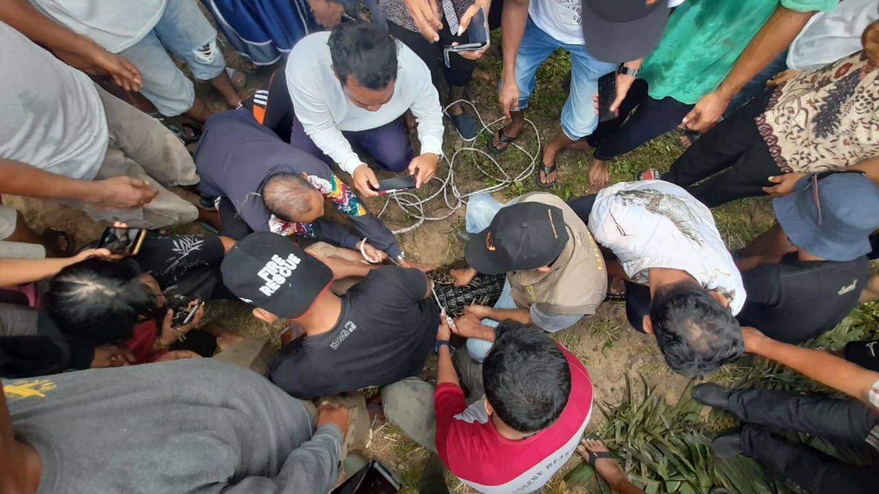 BKSDA Evakuasi Buaya Pemangsa Warga Kobar