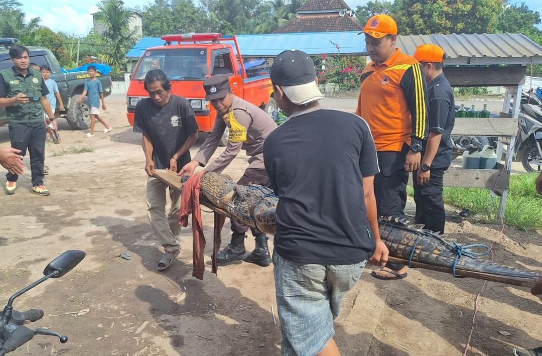 Polsek Maliku dan Masyarakat Evakuasi Buaya dari Pemukiman Warga