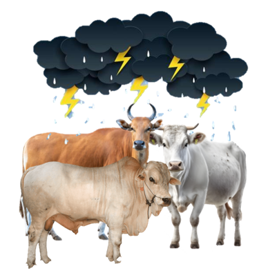 BMKG: Idul Adha Potensi Hujan