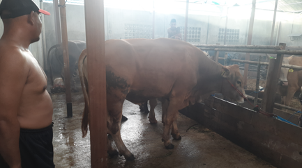 Tabengan Kurban 1 Sapi Limosin