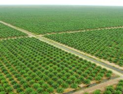 PT.Graha Inti Jaya Bantah Menahan SHM Petani Plasma Secara Tanpa Hak PT.Graha Inti Jaya Bantah Menahan SHM Petani Plasma Secara Tanpa Hak