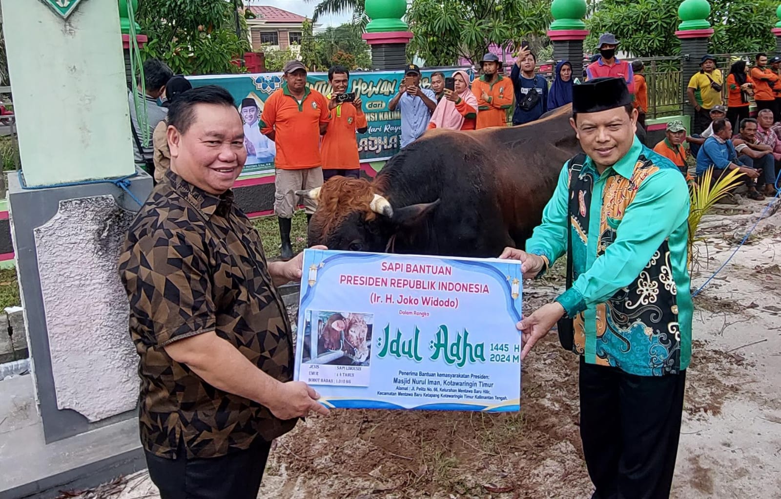 Kotim Kebagian 1 Ton Sapi Kurban dari Presiden RI