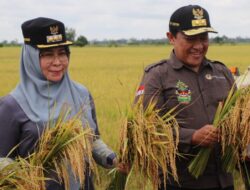 Pj Bupati Pulpis Bersama Wagub Kalteng Panen Raya Padi