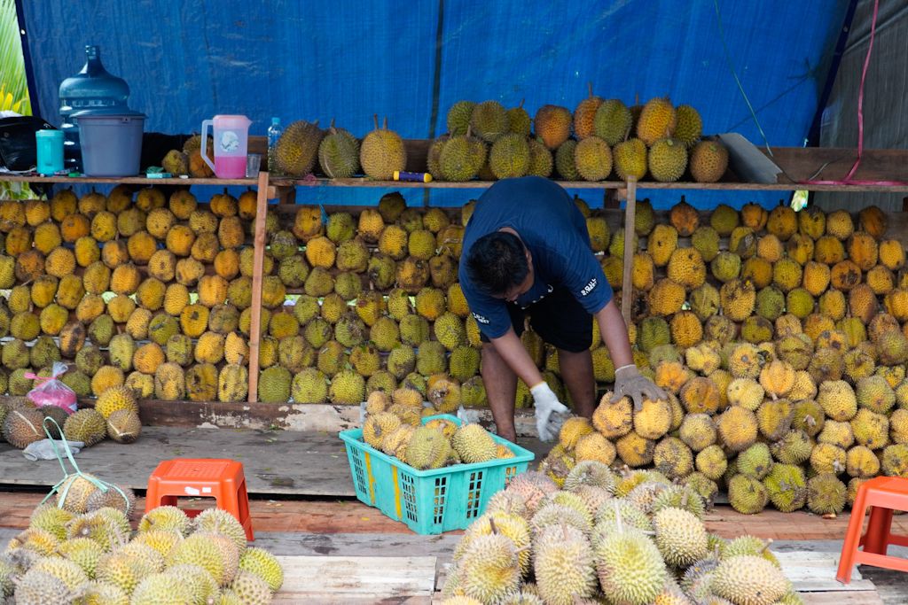 Banjir Durian, Pedagang Raup Untung Jutaan