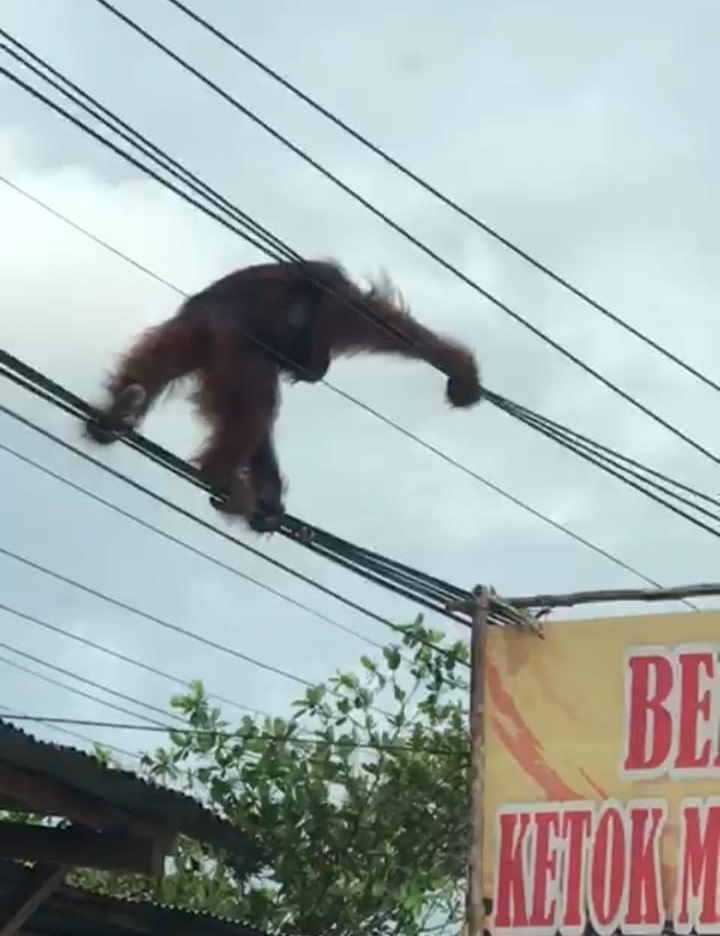 Orang Utan Kejutkan Warga Tjilik Riwut Km 9