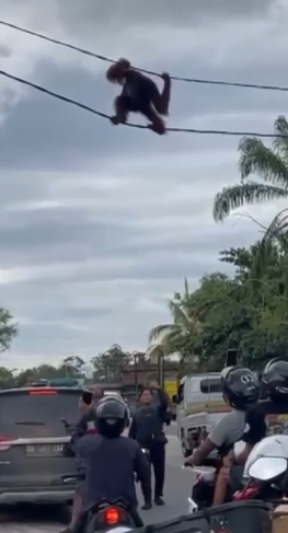Orang Utan Bergelantungan di Kabel Listrik Kejutkan Warga Tjilik Riwut Km 9