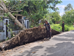 Angin Kencang, Kecepatan 35-57 Km/Jam