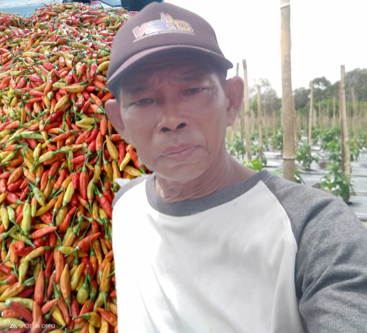 Pedasnya Harga Cabai Berkah bagi Petani Teluk Bogam 