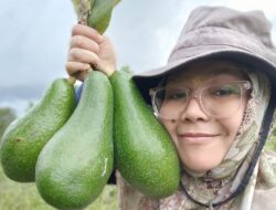 Kegigihan Tanpa Putus Asa Petani Asal Kumai Sukses Kembangkan Tanaman Buah Alpukat Kegigihan Tanpa Putus Asa Petani Asal Kumai Sukses Kembangkan Tanaman Buah Alpukat