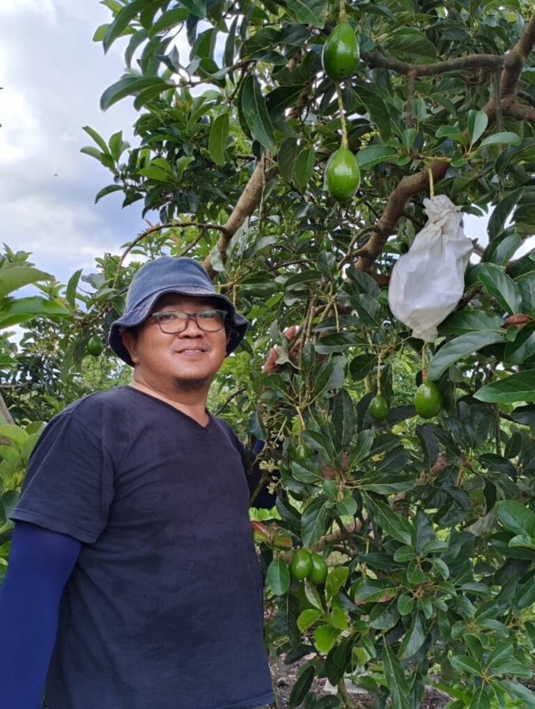 Kegigihan Tanpa Putus Asa  Petani Asal Kumai Sukses Kembangkan Tanaman Buah Alpukat 