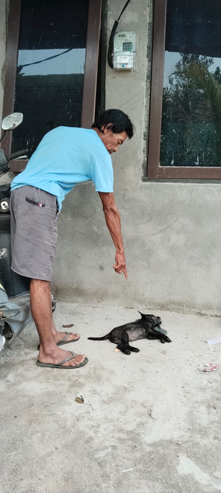 Tebar Racun Potas, Pencurian Anjing Kembali Marak