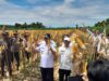 Lapas Sukamara Panen Raya Jagung dan Cabai