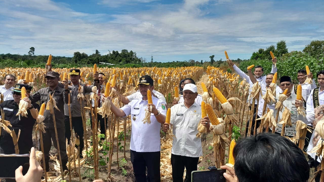 Lapas Sukamara Panen Raya Jagung dan Cabai