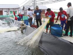 Produksi Shrimp Estate di Sukamara Rp27,2 Miliar