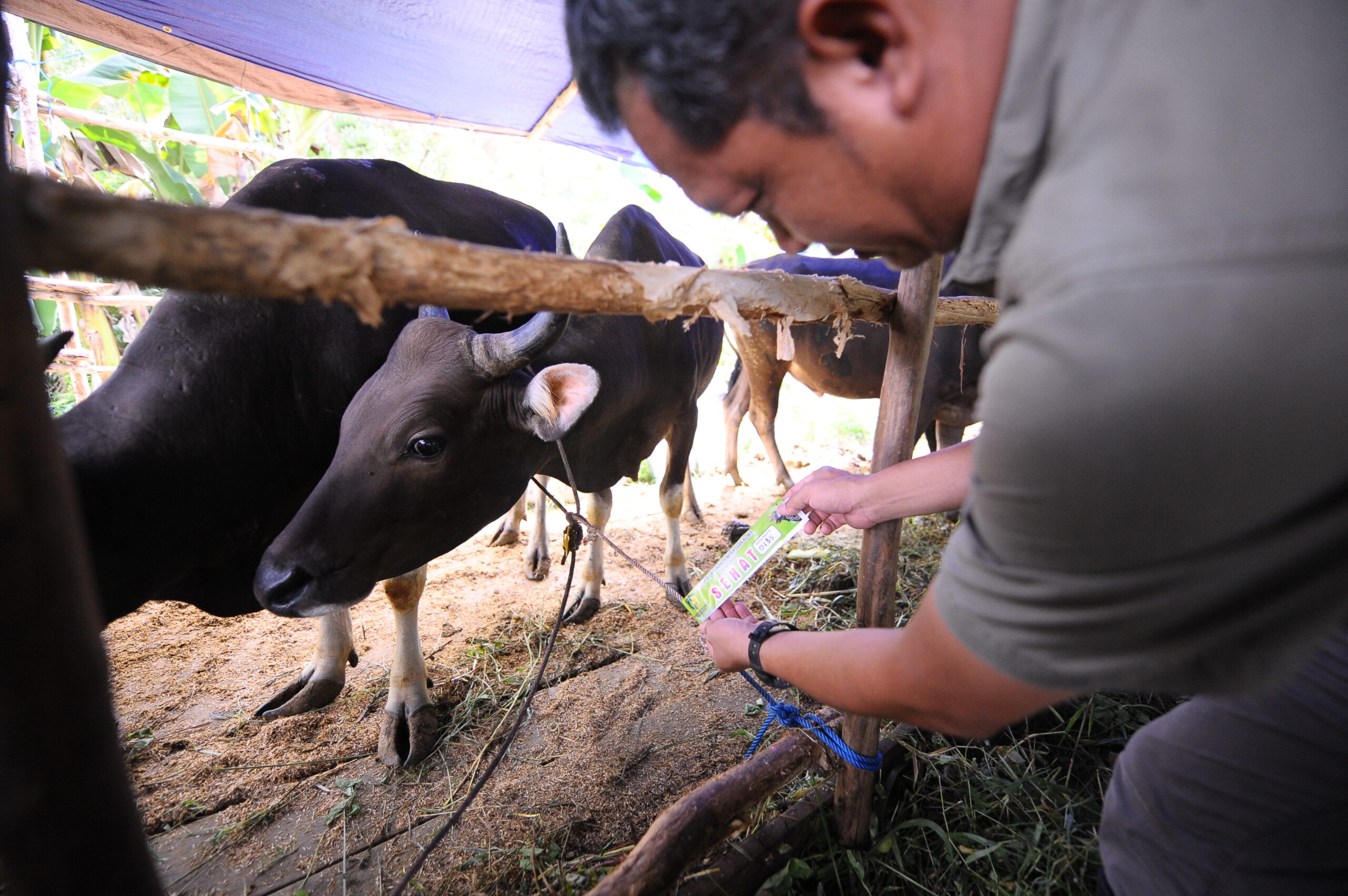 Pemko Periksa Kesehatan Hewan Kurban di 22 Titik