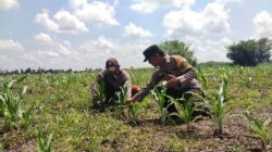 Bhabinkamtibmas Dukung Petani, Pangan Aman Terjaga