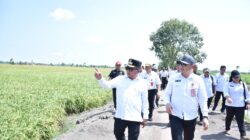 Bupati HM Wiyatno Tinjau Kesiapan Panen Raya Padi di Kecamatan Bataguh