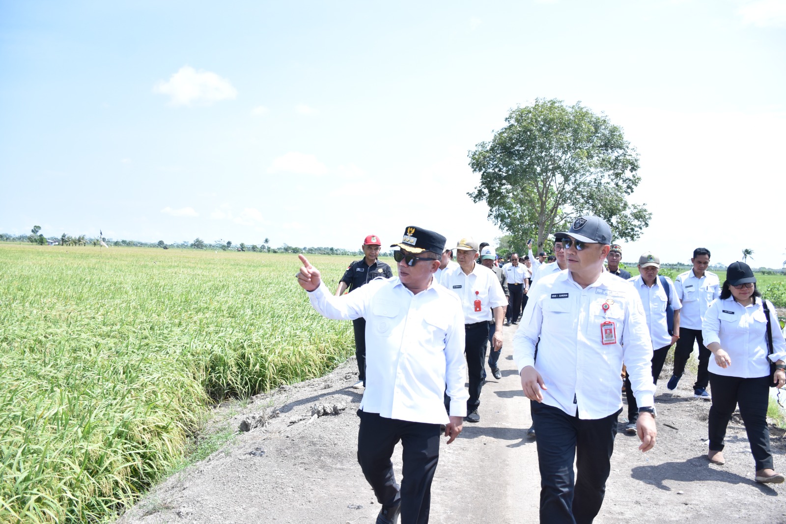 Bupati HM Wiyatno Tinjau Kesiapan Panen Raya Padi di Kecamatan Bataguh