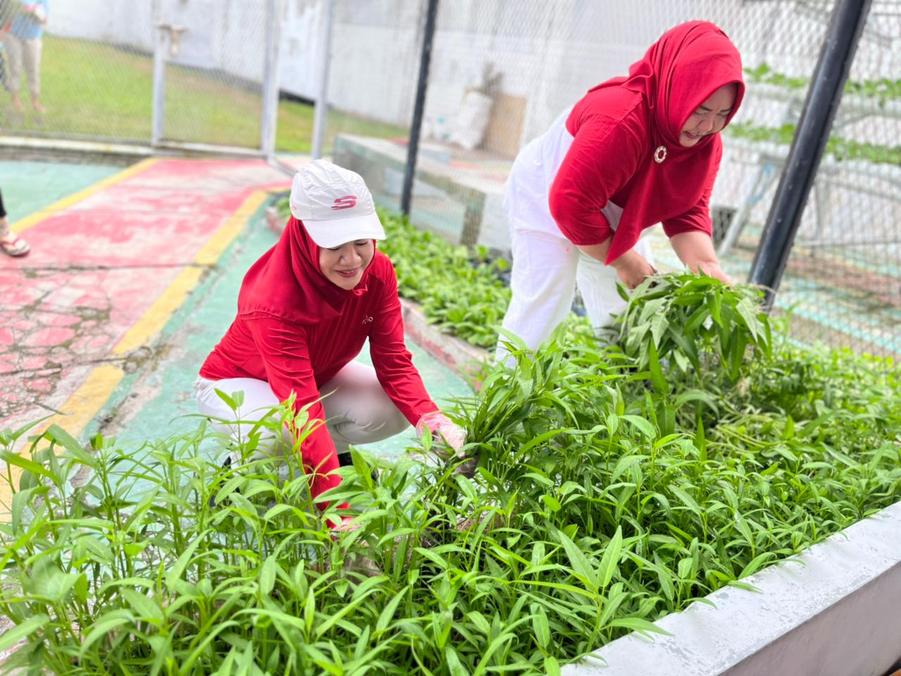 Manfaatkan Lahan Terbatas, LPP Panen Kangkung di Area Brandgang