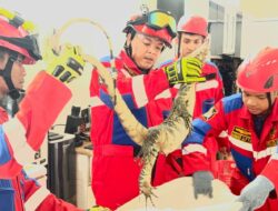 Biawak Masuk Rumah, Warga Mendawai Panik
