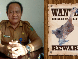 Kemana Kaburnya 24 Ribu Itik Food Estate Belanti Siam?