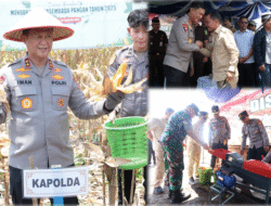 Gubernur, Kapolda dan Pangdam Panen Jagung, Dukung Ketahanan Pangan Nasional