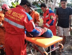 Damkar Evakuasi Warga Pingsan Akibat Disengat Ratusan Lebah Jalan G. Obos XIV