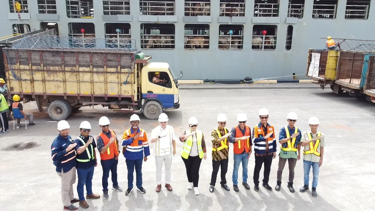 Kapal MV Friesian Express Angkut 1919 Ekor Sapi Bongkar di Dermaga Multipurpose Bumiharjo Kapal MV Friesian Express Angkut 1919 Ekor Sapi Bongkar di Dermaga Multipurpose Bumiharjo