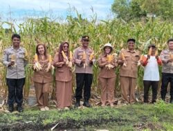 Polsek Sabangau Panen 100 Kg Jagung