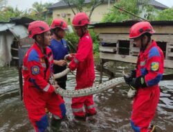 Damkar Evakuasi Ular Piton 4 Meter dari Kandang Ayam Warga