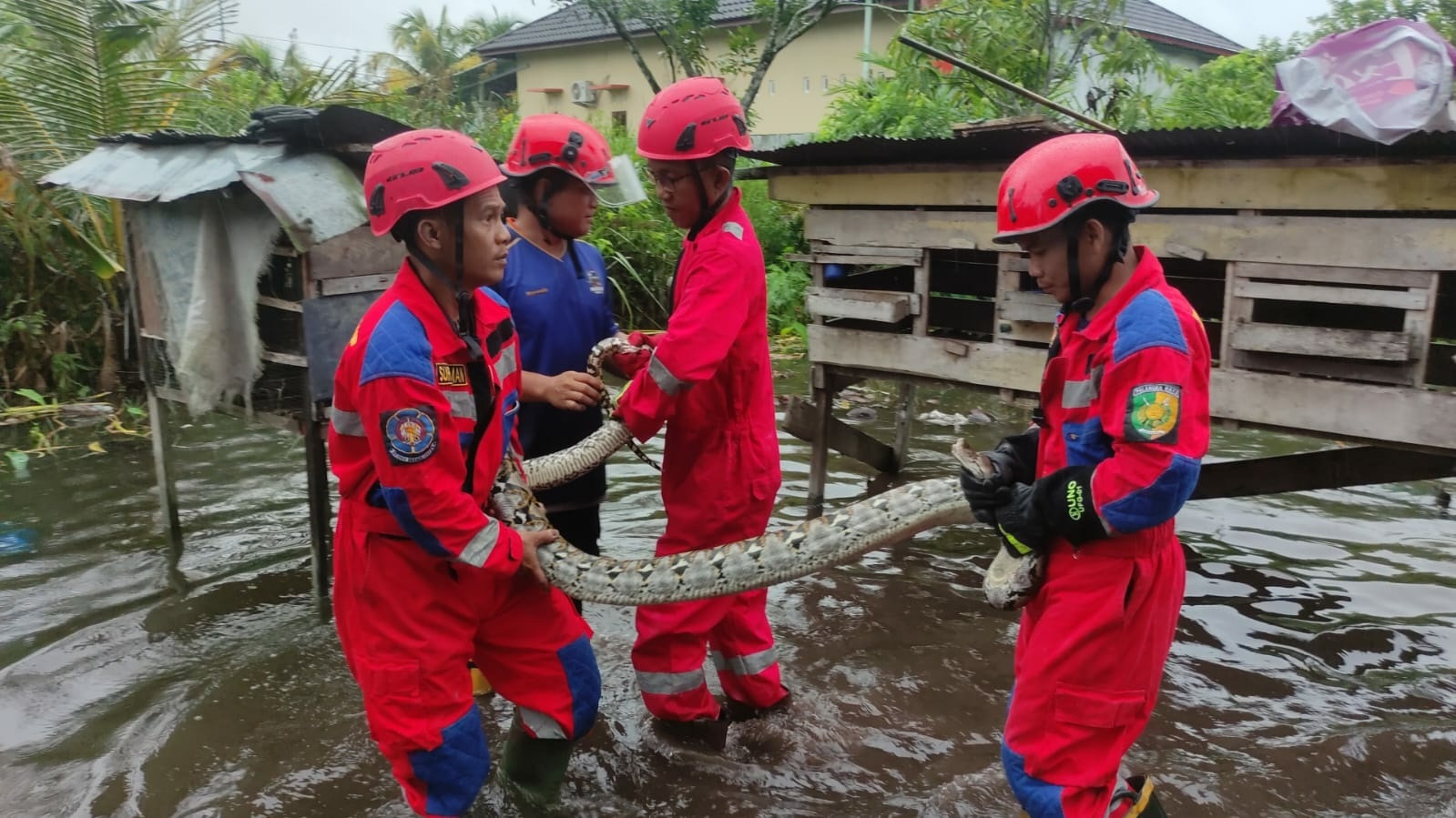 Damkar Evakuasi Ular Piton 4 Meter dari Kandang Ayam Warga