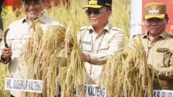 Produksi Beras Kalteng 250 Ribu Ton/Tahun