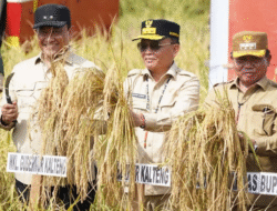 Produksi Beras Kalteng 250 Ribu Ton/Tahun Produksi Beras Kalteng 250 Ribu Ton/Tahun