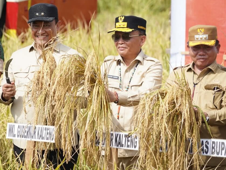 Produksi Beras Kalteng 250 Ribu Ton/Tahun