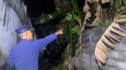 Pohon Pisang Terbakar, Diduga akibat Puntung Rokok Pohon Pisang Terbakar, Diduga akibat Puntung Rokok